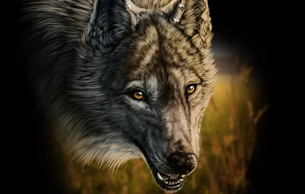 Picture grass, wolf, fangs, art, wolfroad