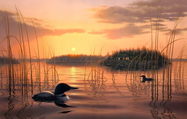 Forest, the sky, grass, water, the sun, clouds, light, sunset