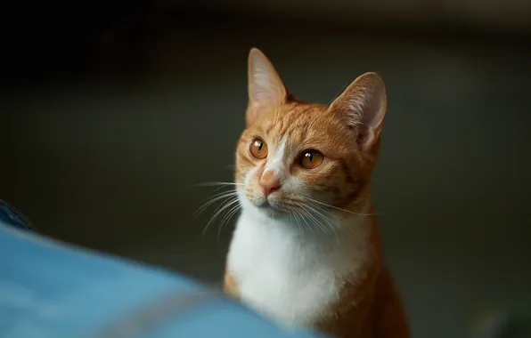 Picture look, Cat, red, muzzle