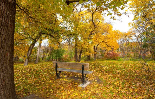 Picture sadness, autumn, grass, leaves, Park, tree, mood, bench