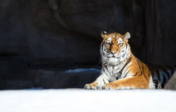 Picture winter, snow, tiger, stay, predator, wild cat