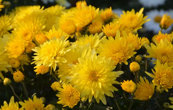 Flowers, yellow, bouquet, chrysanthemum