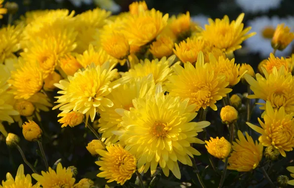 Picture flowers, bouquet, yellow, chrysanthemum