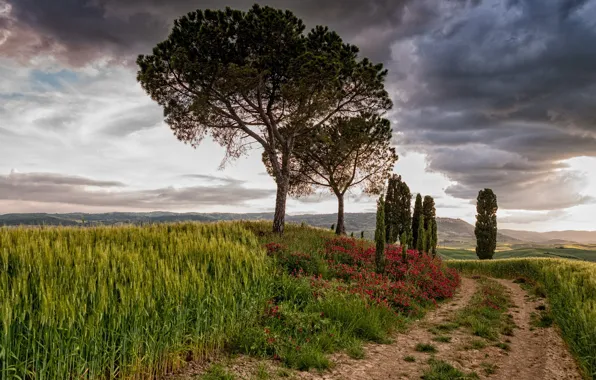 Road, field, the sky, clouds, trees, flowers, mountains, clouds