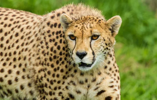 Picture cat, face, Cheetah