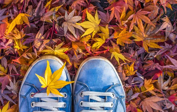 Picture autumn, leaves, sneakers, laces