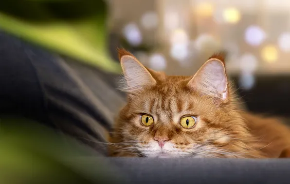 Cat, cat, look, pose, portrait, red, lies, face