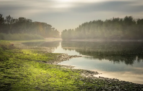 Picture greens, forest, the sky, water, clouds, trees, fog, pebbles