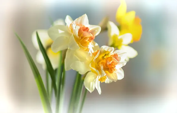 Picture background, a bunch, daffodils, bokeh