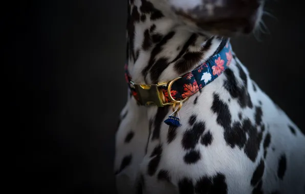 Spot, collar, animal, pet