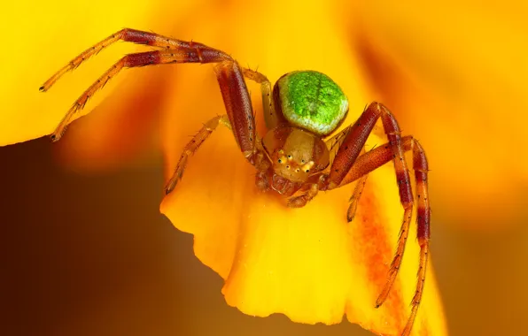 Macro, flowers, yellow, background, spider