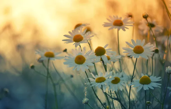 Picture summer, chamomile, petals
