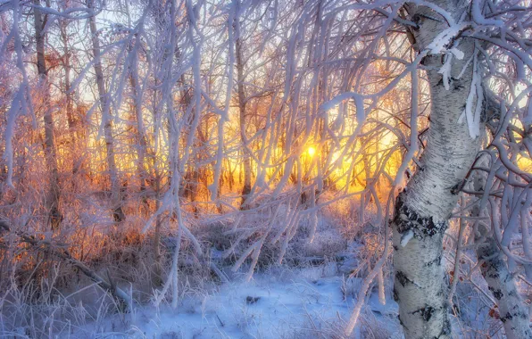 Picture frost, the sun, frost, dervla, Sahaidak Paul