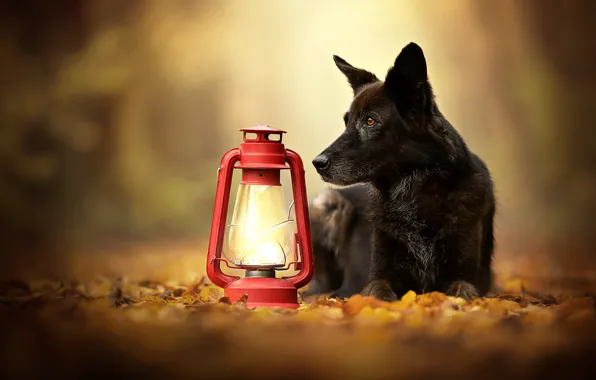 Picture autumn, leaves, dog, lantern, bokeh