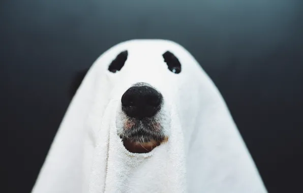 Picture dog, nose, Ghost