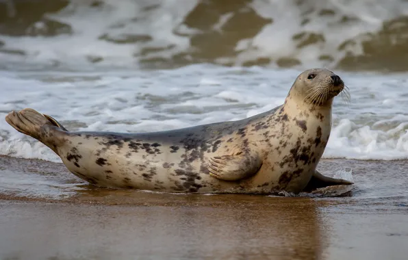 Sea, wave, shore, seal, Navy seal, pond