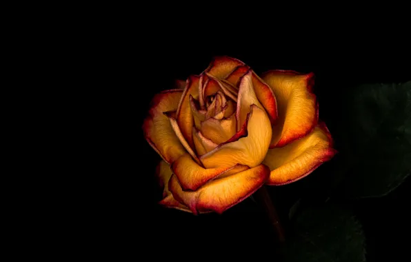 Flower, leaves, rose, orange, black background, yellow