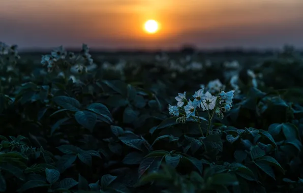 Field, summer, the sky, leaves, the sun, sunset, flowers, the evening