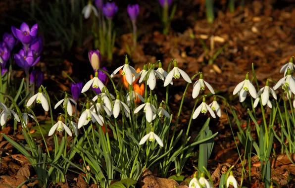 Light, flowers, glade, spring, snowdrops, crocuses, panorama, white