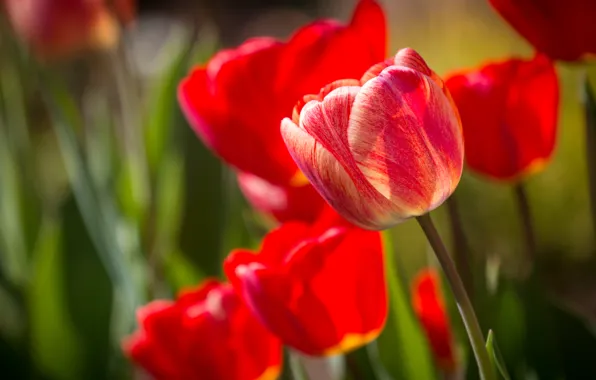 Picture tulips, buds, bokeh
