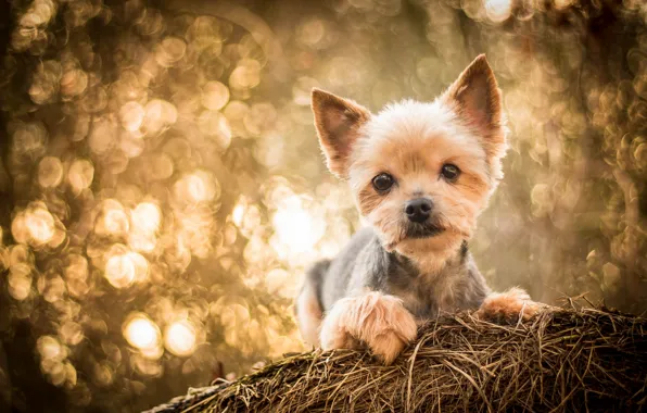 Picture look, dog, hay, York, Yorkshire Terrier