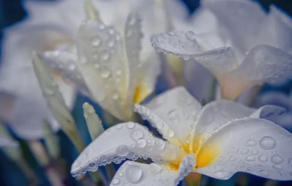 Water, drops, flowers, white