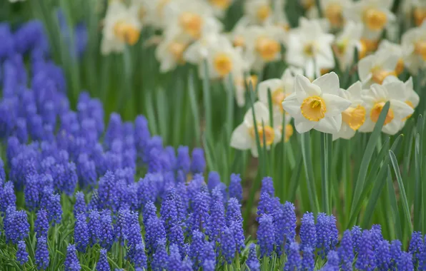 Flowers, blue, glade, spring, daffodils, Muscari