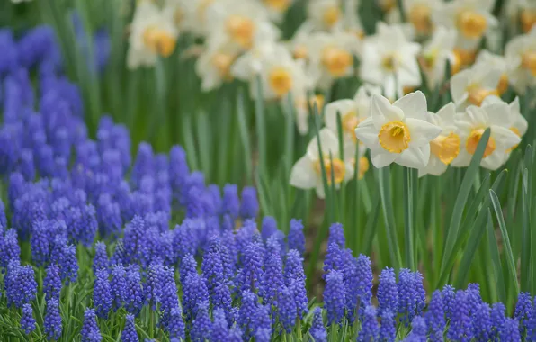 Flowers, glade, spring, blue, daffodils, Muscari