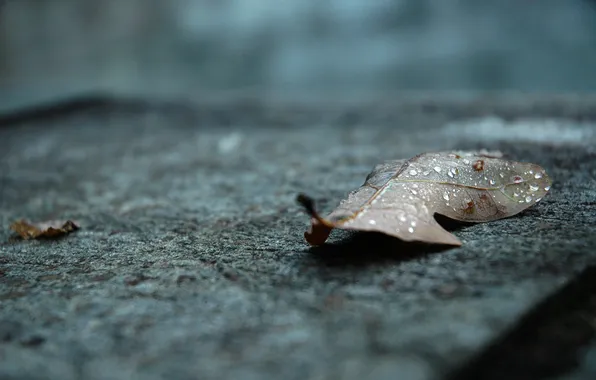 Autumn, water, drops, rain, leaf, lies, oak