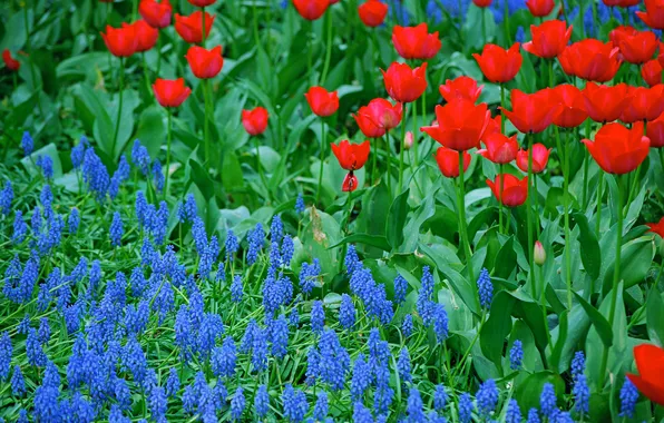 Petals, garden, meadow, tulips