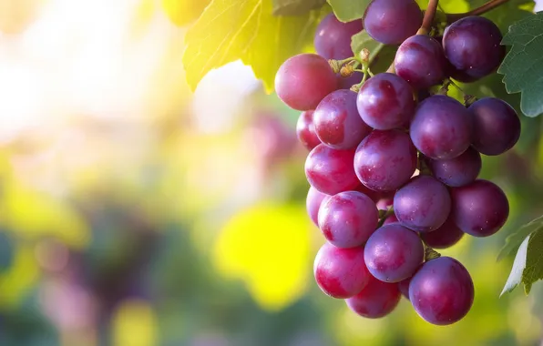 Purple, summer, light, berries, garden, harvest, grapes, vineyard