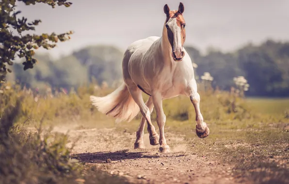 Road, field, white, summer, look, light, branches, pose
