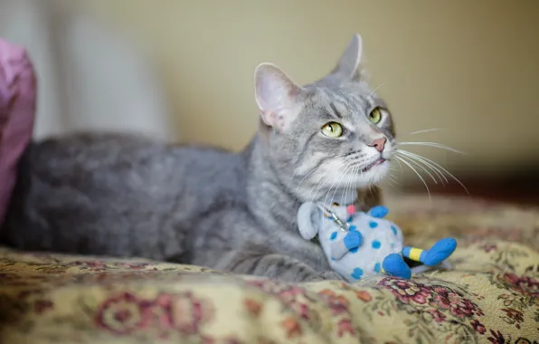 Cat, cat, look, grey, toy, mouse, mouse, blanket