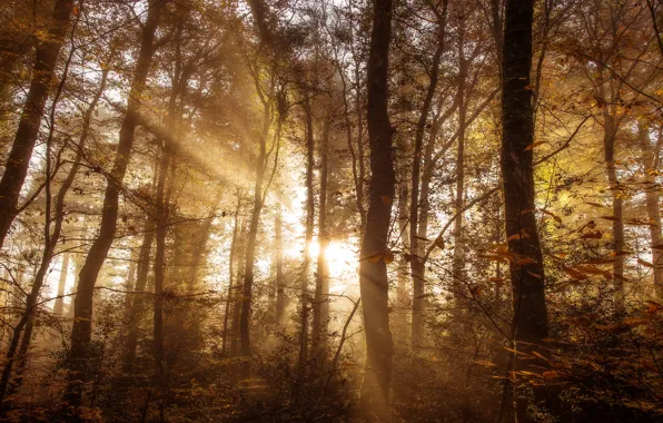 Autumn, forest, leaves, the sun, rays, light, trees, branches