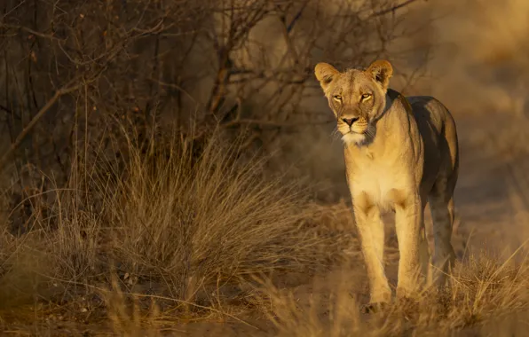 Picture cat, predator, lioness, views