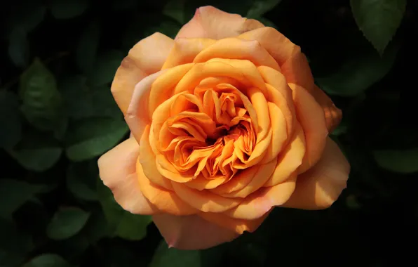 Flower, leaves, flowers, the dark background, rose, orange, petals, Bud