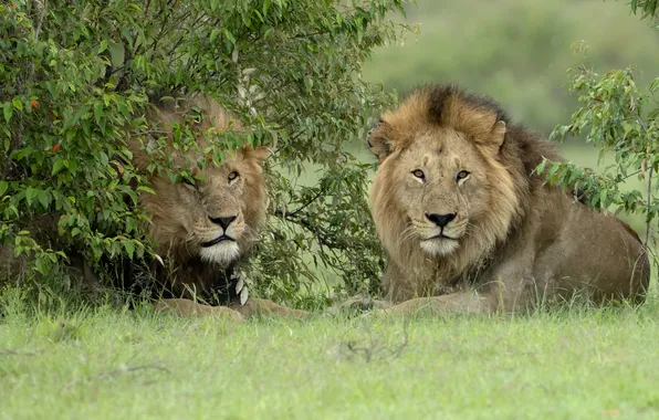 Grass, look, nature, pose, glade, Leo, lions, the bushes