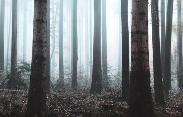 Forest, trees, nature, fog, vegetation