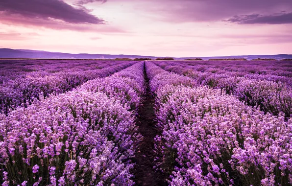 Picture field, summer, the sky, landscape, sunset, flowers, purple, lavender