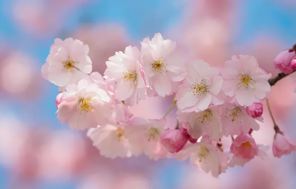 Nature, cherry, background, branch, Sakura, flowering