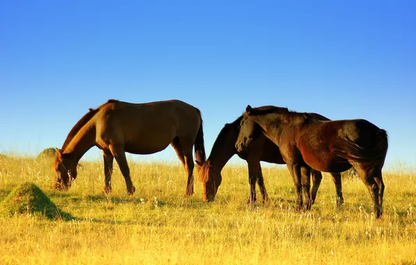 Picture field, summer, horses