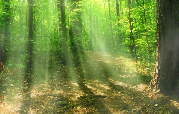 Picture forest, the sun, rays, light, trees, nature, foliage, forest