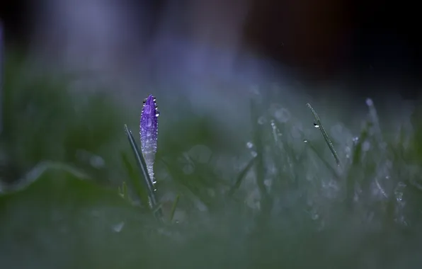 Grass, drops, macro, flowers, Rosa