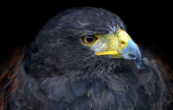 Picture eyes, eagle, predator, beak