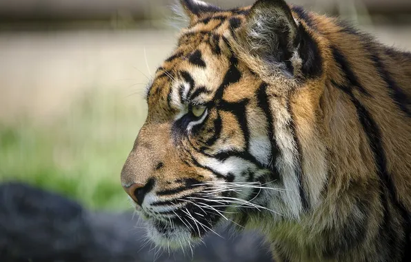 Picture face, tiger, predator, profile, wild cat