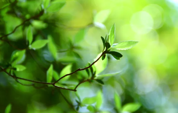 Greens, summer, freshness, branches, nature, branch, foliage, leaf
