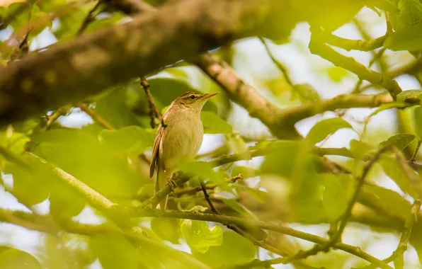 Tree, bird, sitting, photohunt, sadovaya kamyshovka