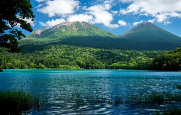 Picture forest, landscape, mountains, nature, lake