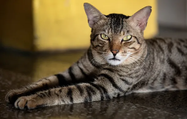Cat, cat, look, pose, grey, paws, floor, lies