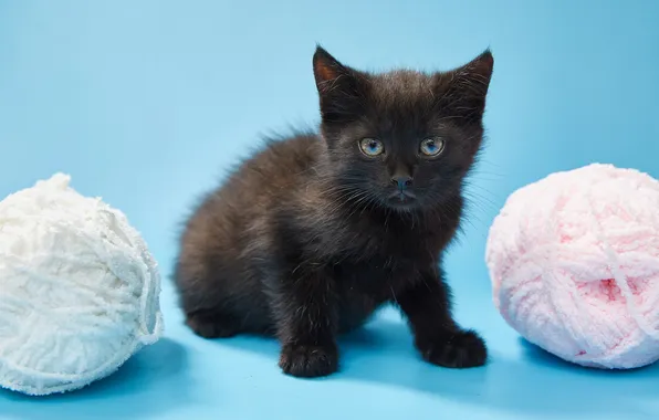 Cat, look, pose, kitty, face